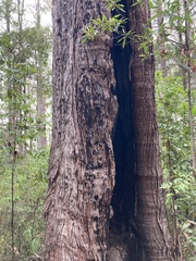 Eucalyptus pilularis