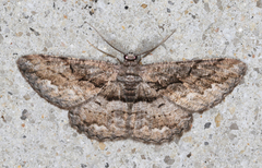 Scioglyptis canescaria