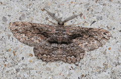 Scioglyptis canescaria