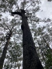 Eucalyptus pilularis