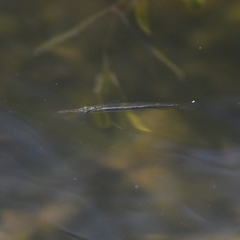 Dermogenys siamensis