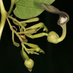 Aristolochia acuminata