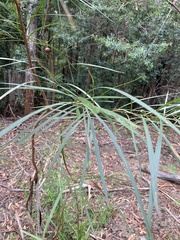 Acacia longissima