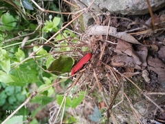 Phyllocladus kasantsevi