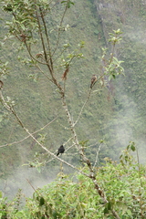 Knipolegus aterrimus