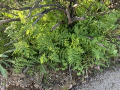 Phacelia distans