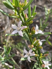 Philotheca queenslandica