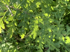 Phacelia distans