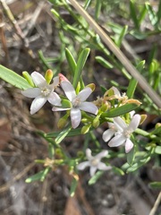 Philotheca queenslandica