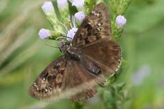 Erynnis tristis