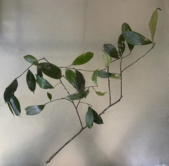 Cryptocarya angulata