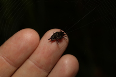 Gasteracantha quadrispinosa