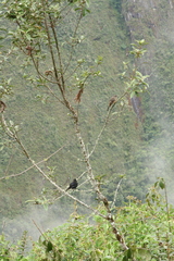 Knipolegus aterrimus