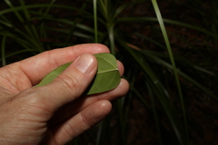 Leichhardtia rostrata