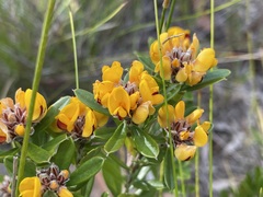 Pultenaea myrtoides