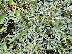 Antennaria