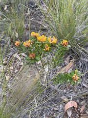 Pultenaea myrtoides