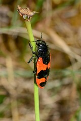 Castiarina bremei