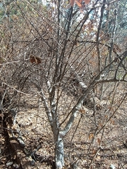 Heliocarpus terebinthinaceus