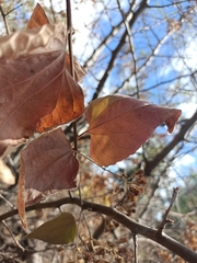 Heliocarpus terebinthinaceus