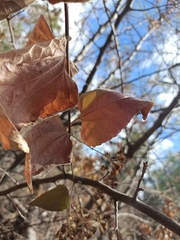 Heliocarpus terebinthinaceus