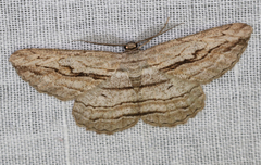 Scioglyptis loxographa