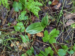 Piperia