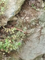 Sphenomorphus indicus