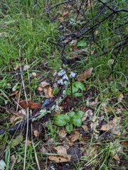 Cardamine californica