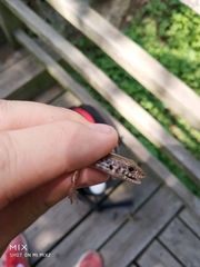 Sphenomorphus indicus