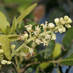 Alectryon kimberleyanus