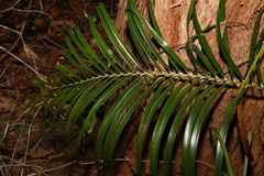 Macrozamia lucida