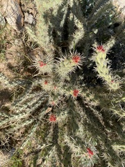Cylindropuntia acanthocarpa acanthocarpa