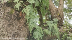 Davallia denticulata