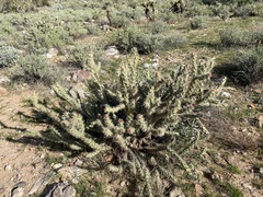 Cylindropuntia acanthocarpa acanthocarpa