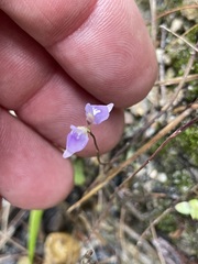 Utricularia caerulea
