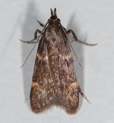 Aglossa electalis