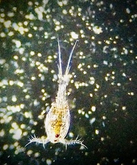 Neocopepoda