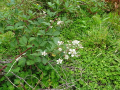 Rubus grabowskii