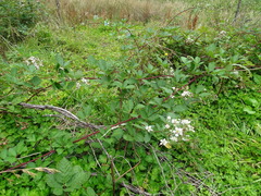 Rubus grabowskii
