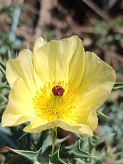 Argemone mexicana