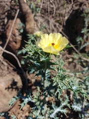 Argemone mexicana
