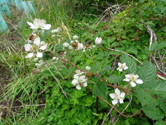 Rubus grabowskii