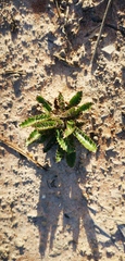 Alepidea capensis