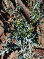 Argemone mexicana