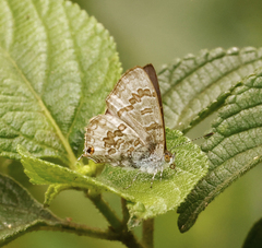 Catopyrops florinda