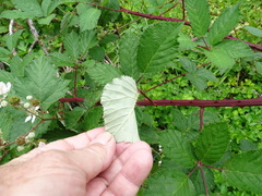 Rubus grabowskii