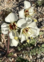 Chylismia claviformis