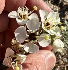 Chylismia claviformis