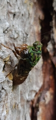 Amphipsalta zelandica